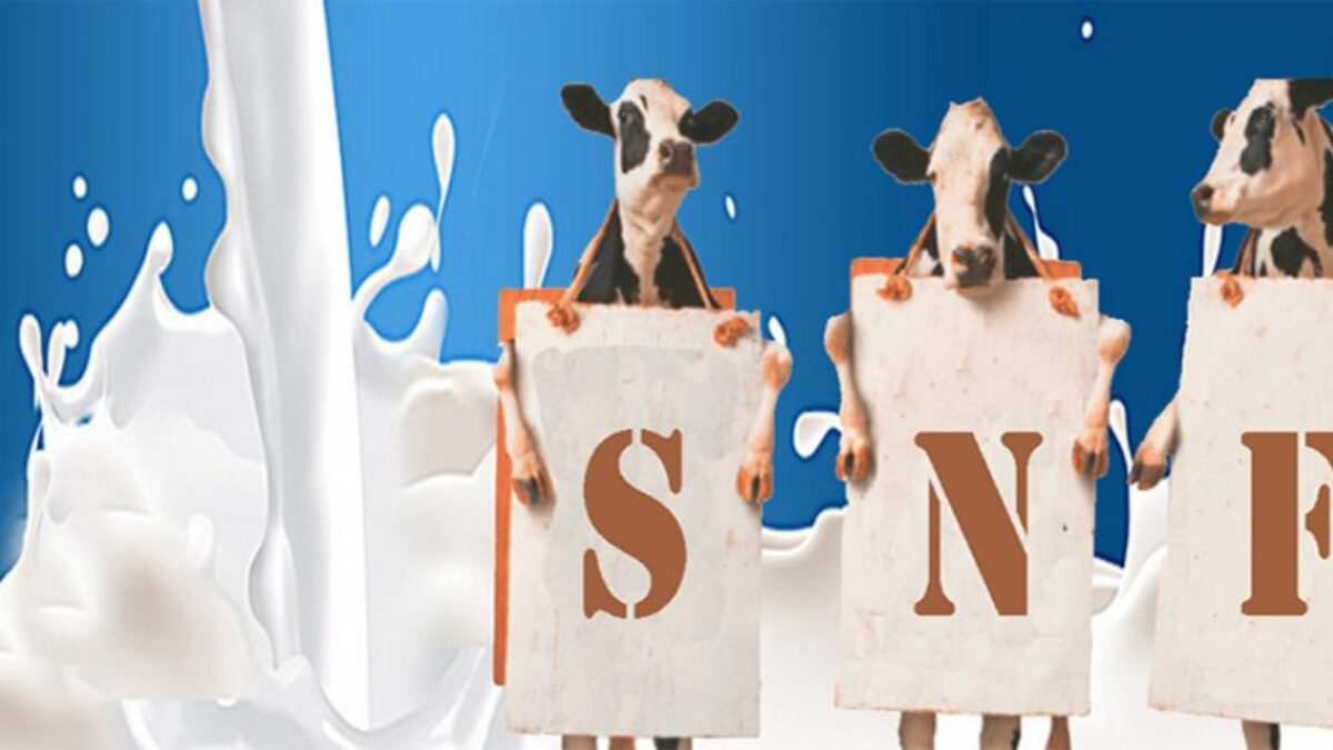 How To Increase Snf In Milk Production Know About Snf Solids Not Fat Vinayak Ingredients India Pvt Ltd